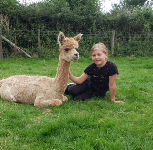 Alpaca Walking - Children's/Spectator Voucher