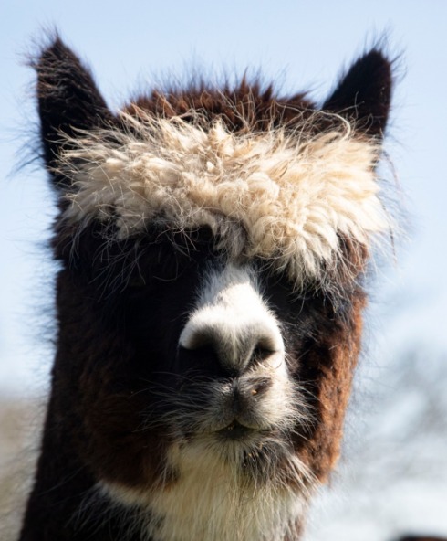 Spectator Alpaca Experience