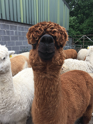 Alpacas